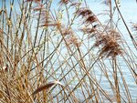 DSC01293.jpg