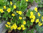 DSC01361.jpg