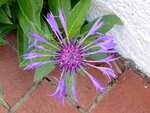 DSC01353.jpg