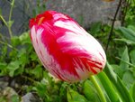 DSC01532.jpg