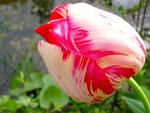 DSC01533.jpg