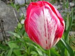 DSC01534.jpg