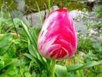 DSC01536.jpg