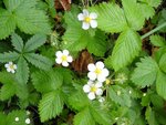 DSC01543.jpg