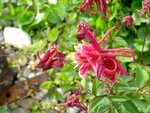 DSC01531.jpg