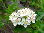 DSC01544.jpg