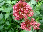 DSC01587.jpg
