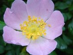 DSC01594.jpg