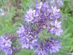 DSC01599.jpg