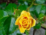 DSC01655.jpg