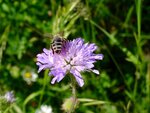 DSC01678.jpg