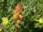 DSC01687.jpg