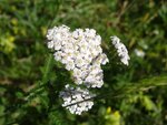 DSC01694.jpg