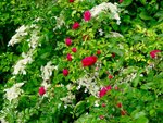 DSC01661.jpg