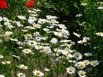 DSC01673.jpg