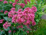 DSC01719.jpg