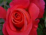 DSC01726.jpg