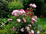 DSC01730.jpg