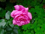 DSC01734.jpg