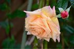ImageUploadedBySymptome.ch1434962636.012108.jpg