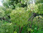 DSC01794.jpg