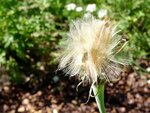 DSC01839.jpg