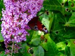 DSC01901.jpg