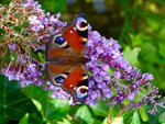DSC01903.jpg