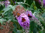 DSC01905.jpg