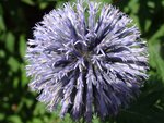DSC01951.jpg
