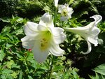 DSC01960.jpg