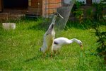 ImageUploadedBySymptome.ch1439111772.515452.jpg