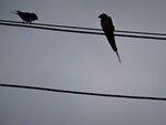 DSC01996.jpg