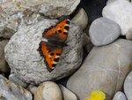 DSC01985.jpg