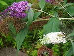 DSC01978.jpg