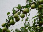 DSC02015.jpg