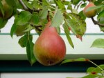 DSC02016.jpg