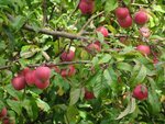 DSC02020.jpg