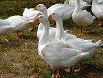 DSC02029.jpg