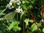 DSC02153.jpg