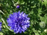 DSC02151.jpg