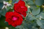 ImageUploadedBySymptome.ch1441110400.844451.jpg
