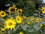 ImageUploadedBySymptome.ch1441201787.549941.jpg