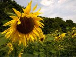 ImageUploadedBySymptome.ch1441201808.601568.jpg