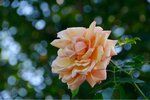 ImageUploadedBySymptome.ch1441460663.069593.jpg