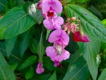 DSC02310.jpg