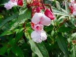 DSC02312.jpg