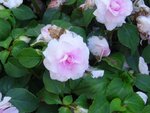 DSC02329.jpg