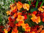 DSC02328.jpg