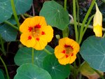 DSC02316.jpg